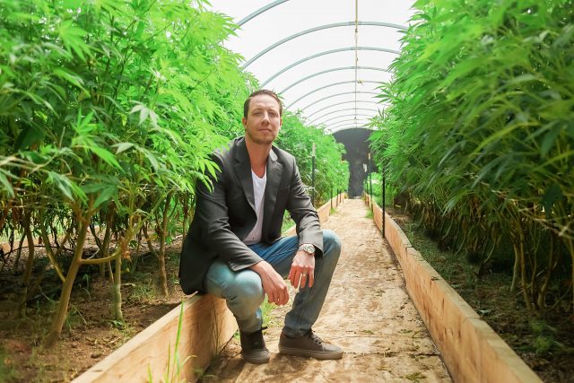 Cannabis Cannabis